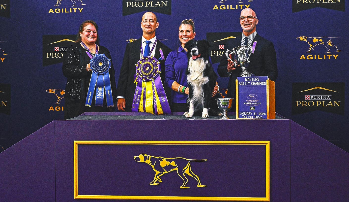 开云：边境牧羊犬再次证明实力：Prove-It 斩获 WKC 大师敏捷冠军
